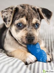 Petstages игрушка для собак Mini "ОРКА жуки" 15 см, пара