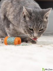 Petstages игрушка для кошек Energize "ОРКА катушка с веревочкой" 6 см